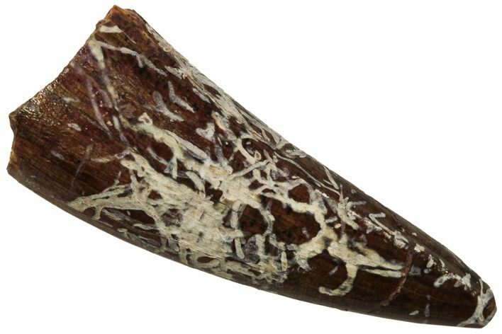 Fossil Triassic Reptile (Phytosaur) Tooth - New Mexico #219437